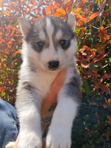 Cuccioli Siberian Husky 