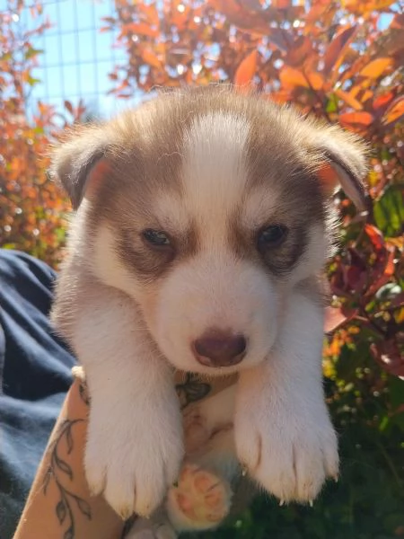 Cuccioli Siberian Husky  | Foto 1