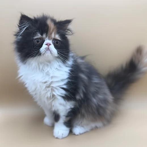  Gattini di Persiano cercano famiglia  | Foto 0