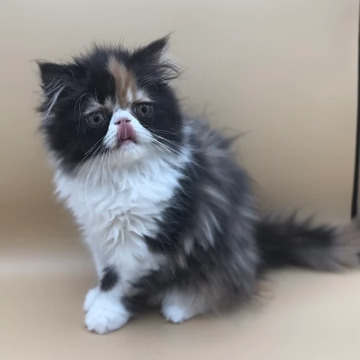  Gattini di Persiano cercano famiglia 