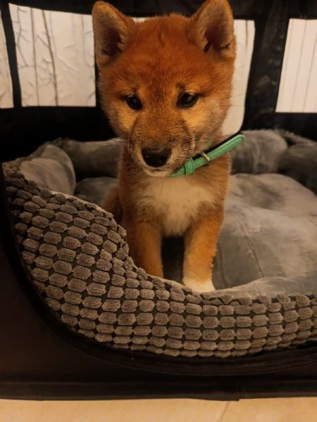 splendido SHIBA INU MASCHIO 3 MESI 