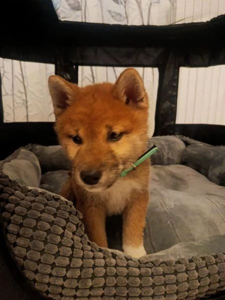 splendido SHIBA INU MASCHIO 3 MESI  | Foto 2