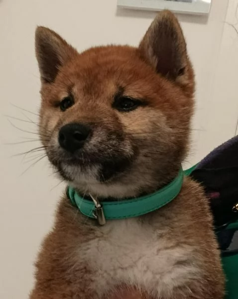 splendido SHIBA INU MASCHIO 3 MESI  | Foto 1