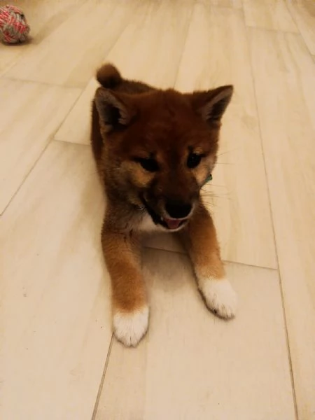 splendido SHIBA INU MASCHIO 3 MESI  | Foto 0