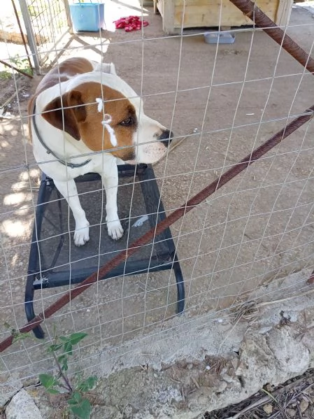 Si cerca qualcuno che possa adottare Rubber cane di compagnia  