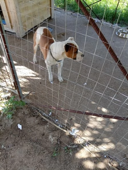Si cerca qualcuno che possa adottare Rubber cane di compagnia   | Foto 6