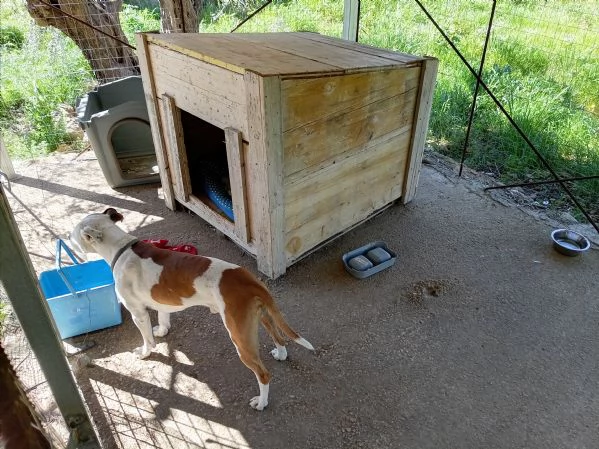 Si cerca qualcuno che possa adottare Rubber cane di compagnia   | Foto 5