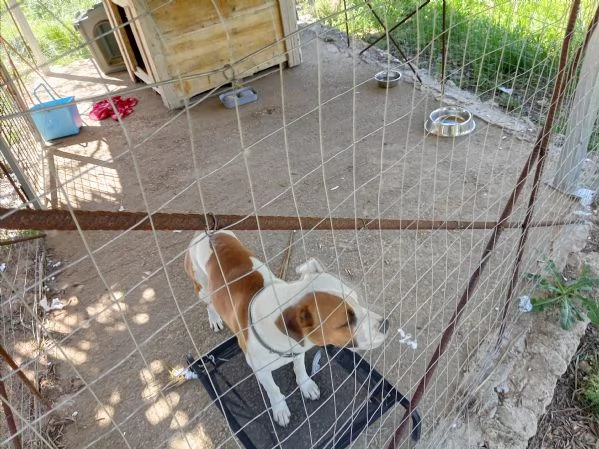 Si cerca qualcuno che possa adottare Rubber cane di compagnia   | Foto 4