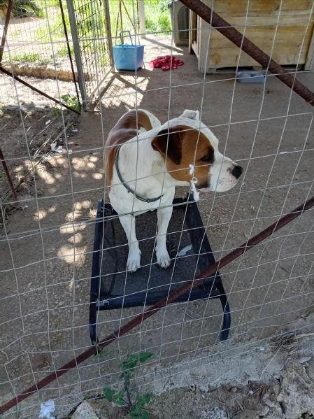 Si cerca qualcuno che possa adottare Rubber cane di compagnia   | Foto 3
