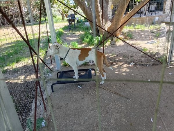 Si cerca qualcuno che possa adottare Rubber cane di compagnia   | Foto 2