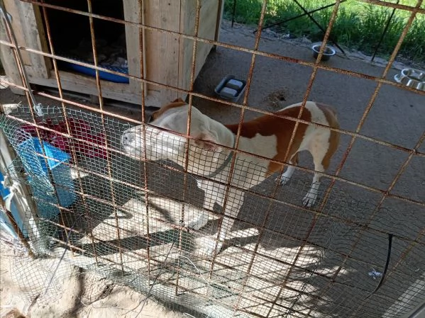 Si cerca qualcuno che possa adottare Rubber cane di compagnia   | Foto 1