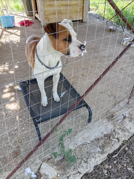 Si cerca qualcuno che possa adottare Rubber cane di compagnia   | Foto 0