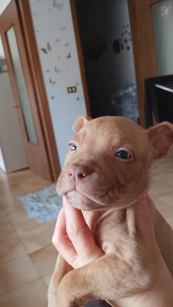 Cuccioli American Pitbull terrier Red nose 