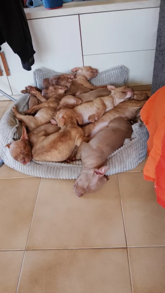 Cuccioli American Pitbull terrier Red nose  | Foto 2