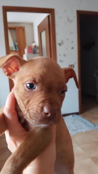 Cuccioli American Pitbull terrier Red nose  | Foto 1