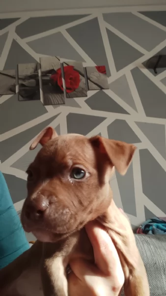 Cuccioli American Pitbull terrier Red nose  | Foto 0