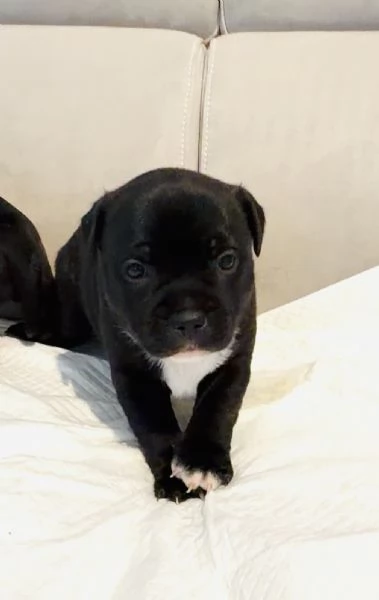 Vendita cuccioli di Stafford Shire