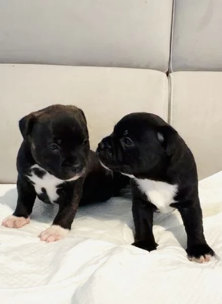 Vendita cuccioli di Stafford Shire | Foto 2