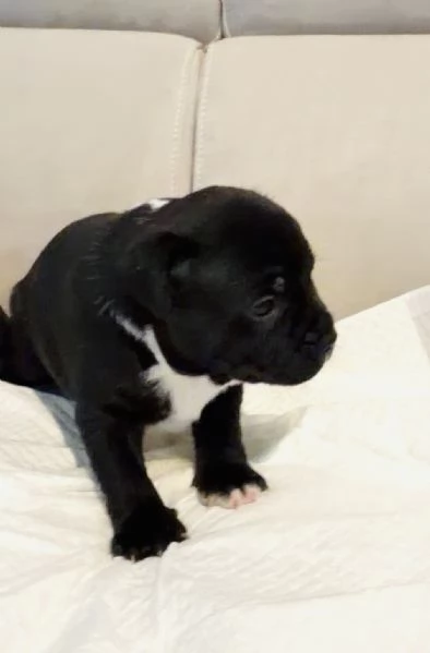 Vendita cuccioli di Stafford Shire | Foto 1