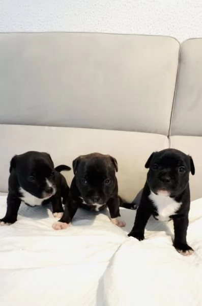 Vendita cuccioli di Stafford Shire | Foto 0