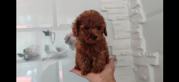 CUCCIOLI DI BARBONCINI TOY