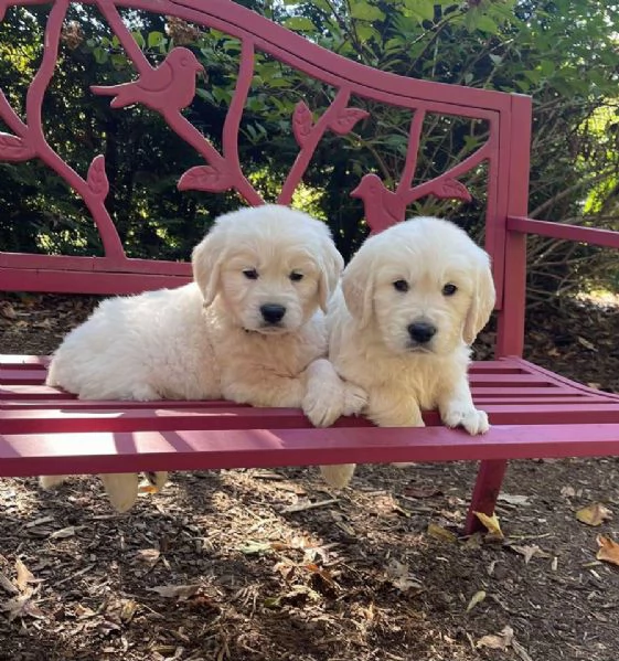 Cuccioli di Golden Retriever Maschio e Femmina