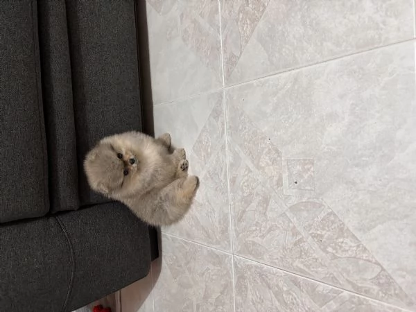 Volpino Pomerania  | Foto 2