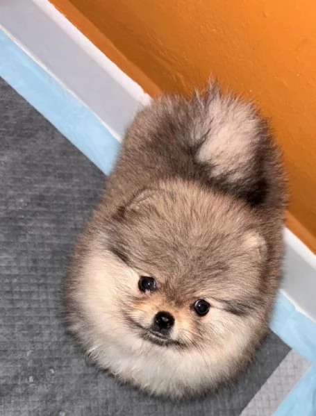 Volpino Pomerania  | Foto 1