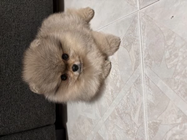 Volpino Pomerania  | Foto 0