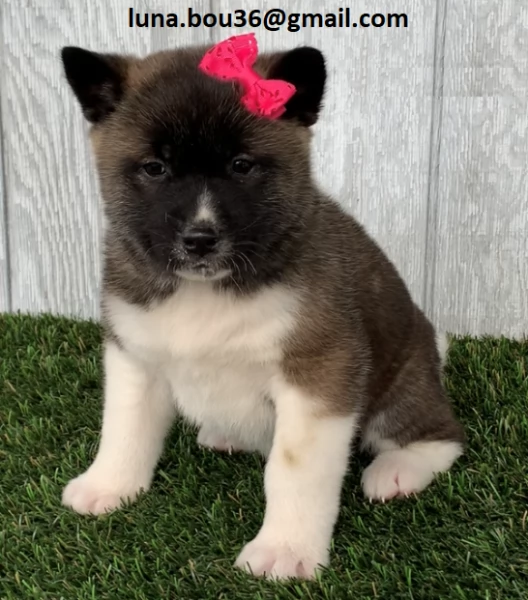 Regalo Cuccioli Akita Inu Disponibili bellissimi cuccioli di Akita Inu genitori visibili i cucciol