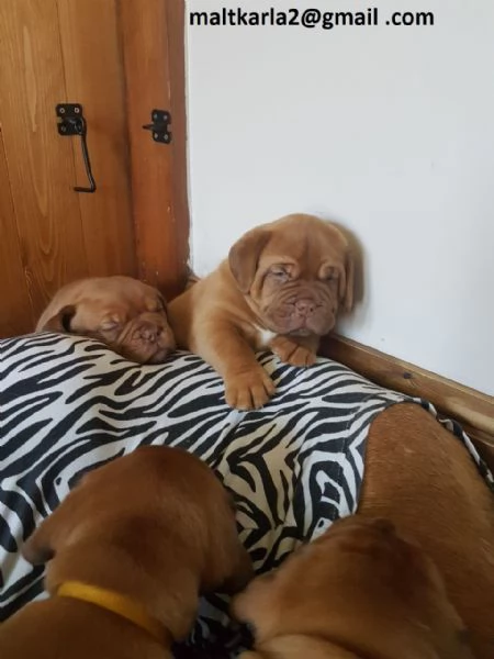 Dogue Bordeaux CUCCIOLI MASCHIO E FEMMINA bellissimi cuccioli di Dogue Bordeaux maschio e femmina