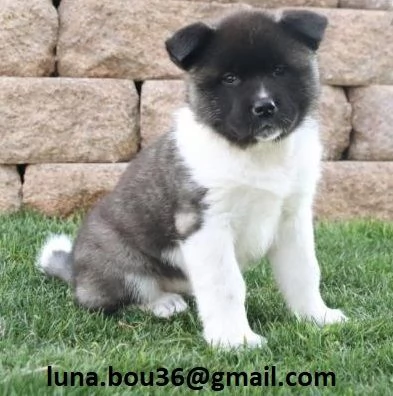 Regalo Cuccioli Akita Inu Disponibili bellissimi cuccioli di Akita Inu genitori visibili i cucciol