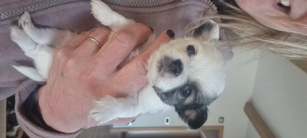 CUCCIOLI SIMIL CHIHUAHUA pelo lungo | Foto 0