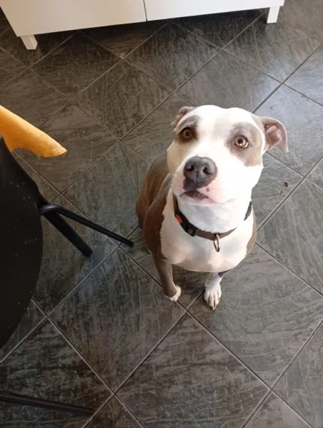 Amstaff femmina  | Foto 2