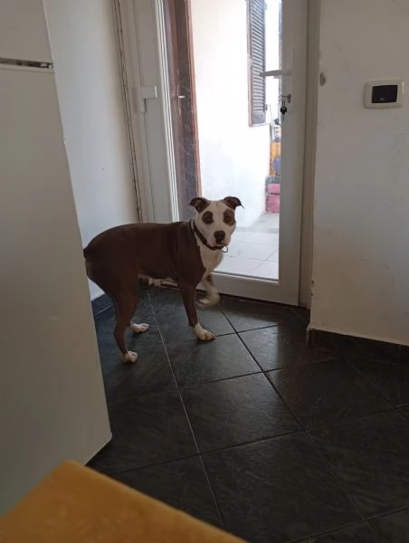 Amstaff femmina  | Foto 1