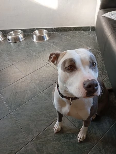 Amstaff femmina  | Foto 0