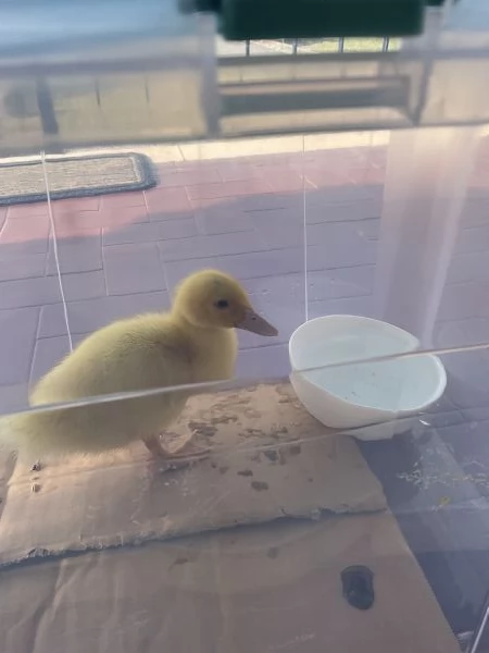 Paperella anatroccolo papera baby animali da cortile  | Foto 1