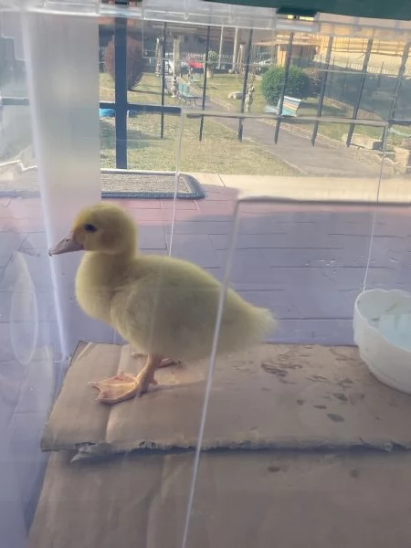 Paperella anatroccolo papera baby animali da cortile  | Foto 0