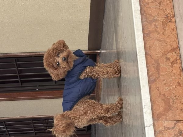 Dino cerca casa | Foto 0