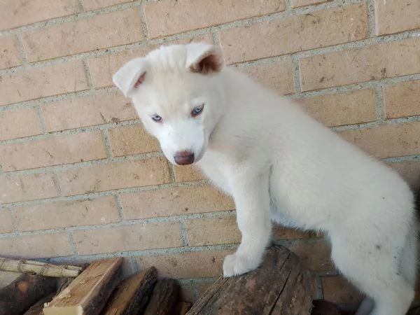 Cuccioli husky  | Foto 4