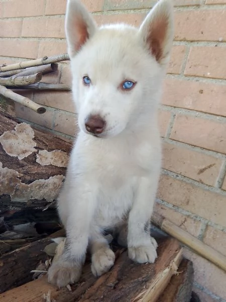 Cuccioli husky  | Foto 3