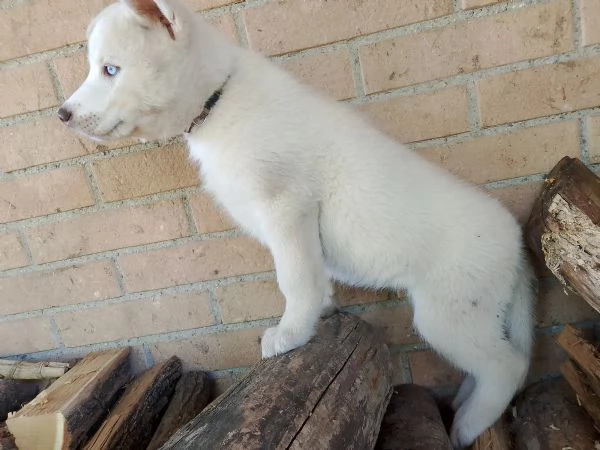 Cuccioli husky  | Foto 2