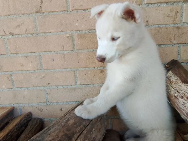 Cuccioli husky  | Foto 1
