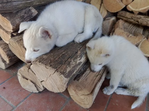 Cuccioli husky 