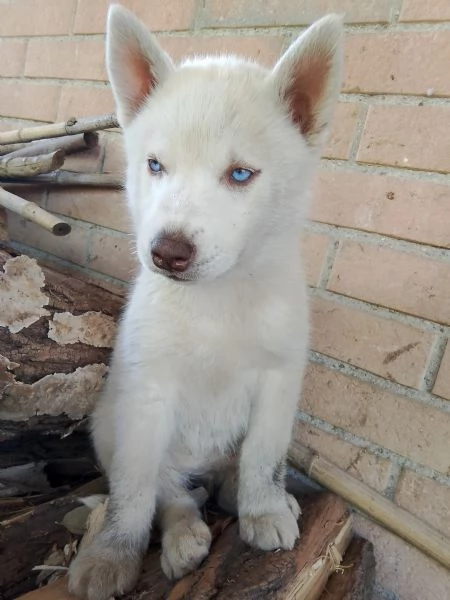 Cuccioli husky  | Foto 0