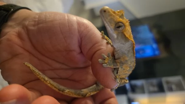 Gechi ciliati baby e adulti nuove nascite