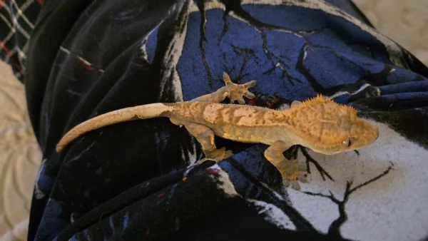 Gechi ciliati baby e adulti nuove nascite | Foto 4