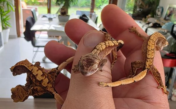 Gechi ciliati baby e adulti nuove nascite | Foto 3