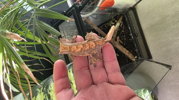 Gechi ciliati baby e adulti nuove nascite | Foto 2