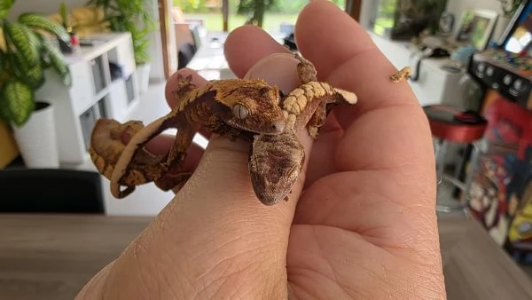 Gechi ciliati baby e adulti nuove nascite | Foto 1